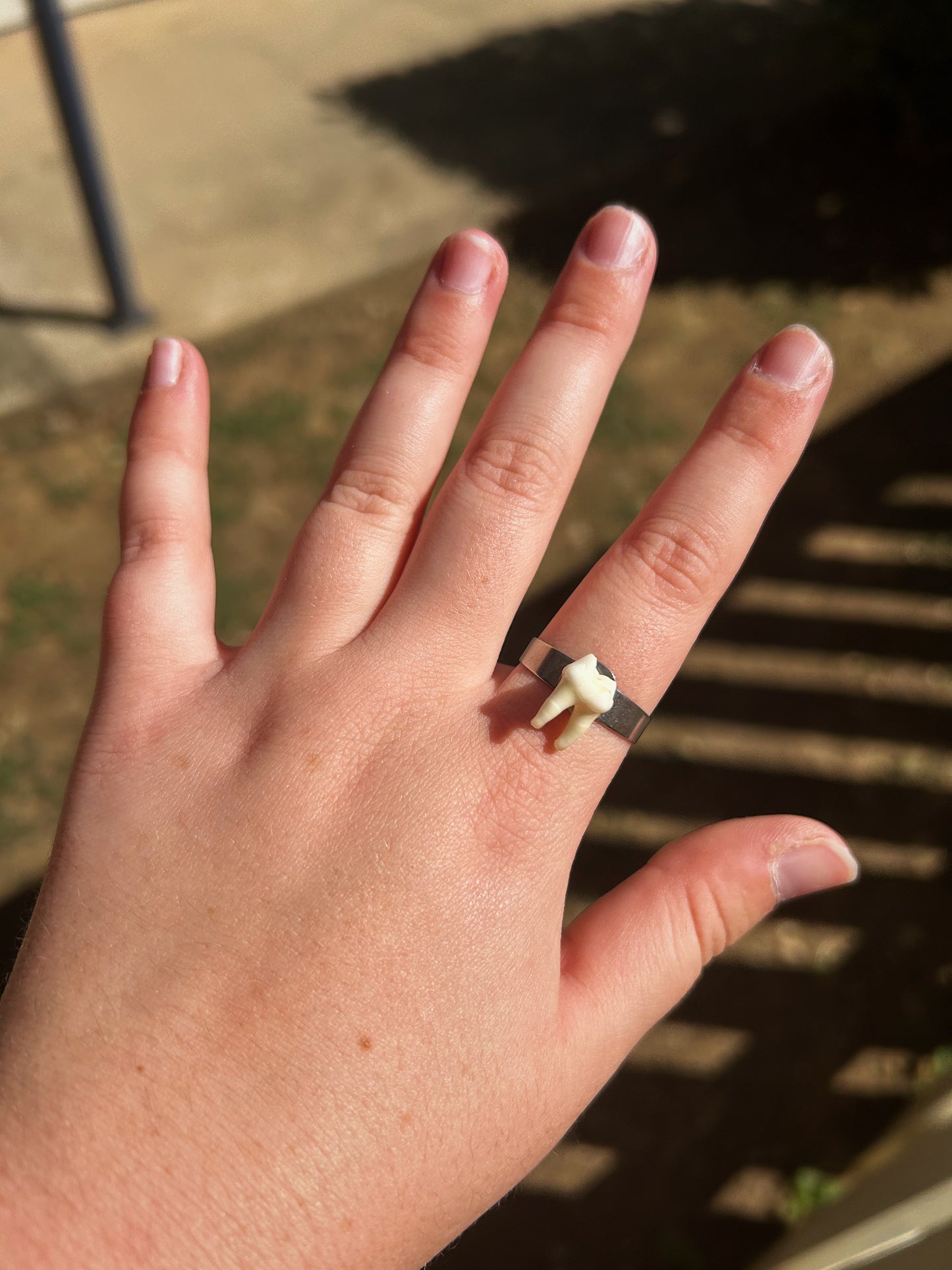 raccoon molar ring